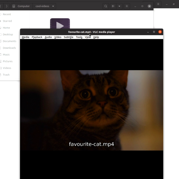 Video Of Cat